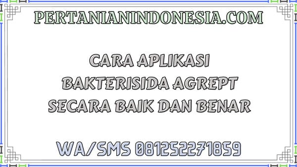 Cara Aplikasi Bakterisida Agrept Secara Baik Dan Benar